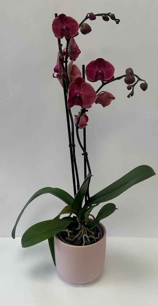 עציץ סחלב בורדו